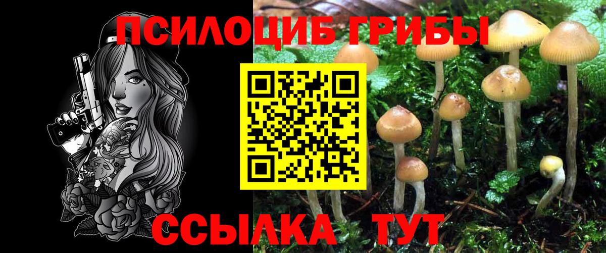 Корсаков  Галлюциногенные грибы Psilocybine cubensis  Вход с VPN 